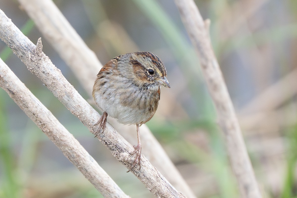 Swamp Sparrow - ML645687792