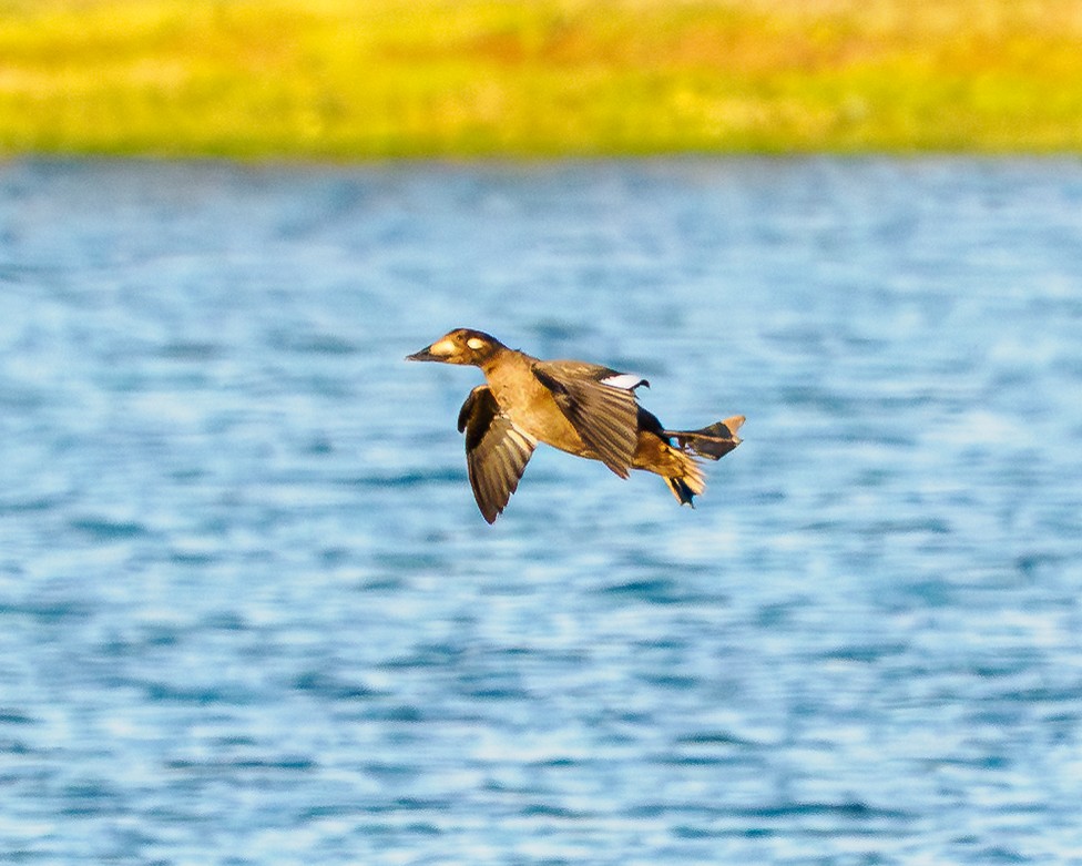 turpan kanadský - ML645687811