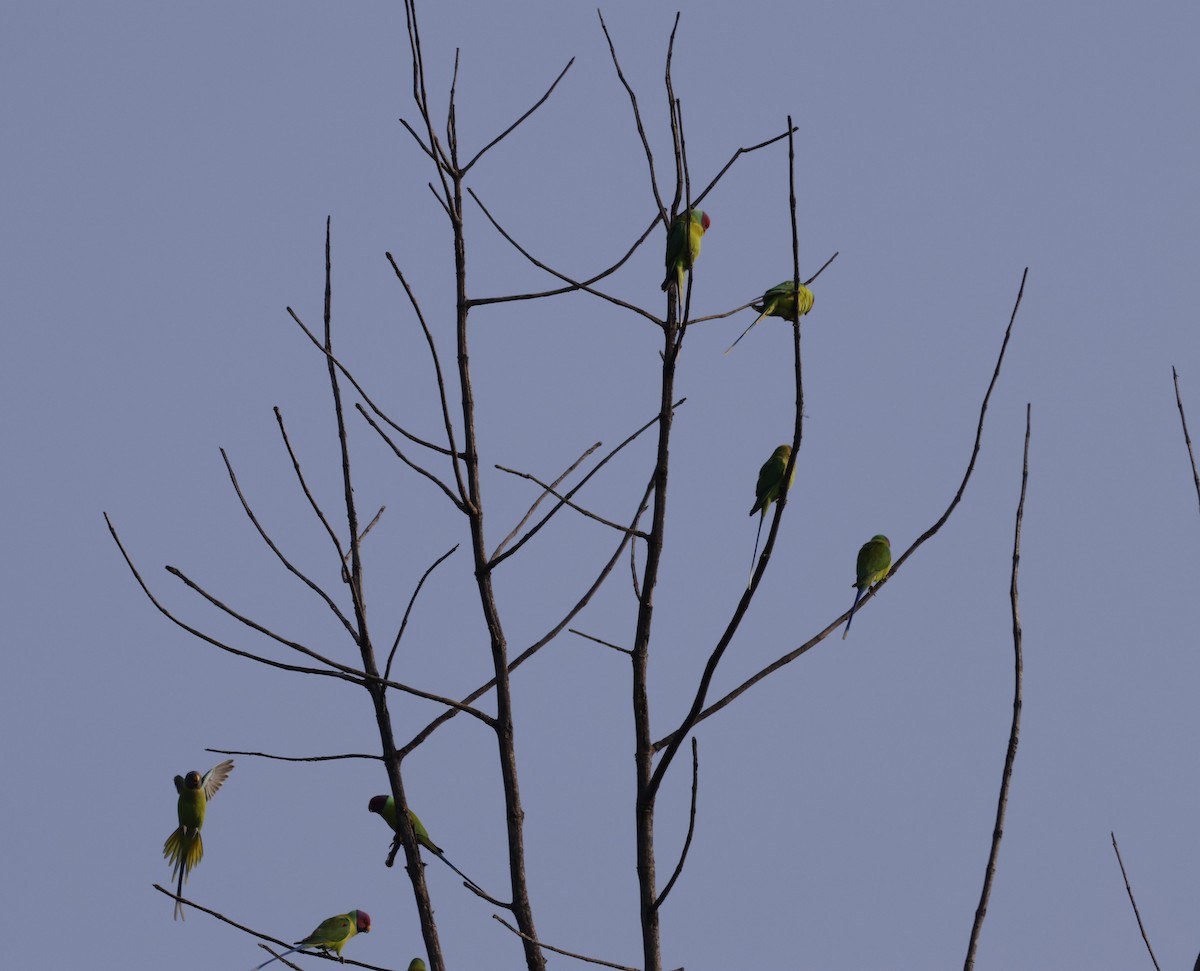 Plum-headed Parakeet - ML645687831