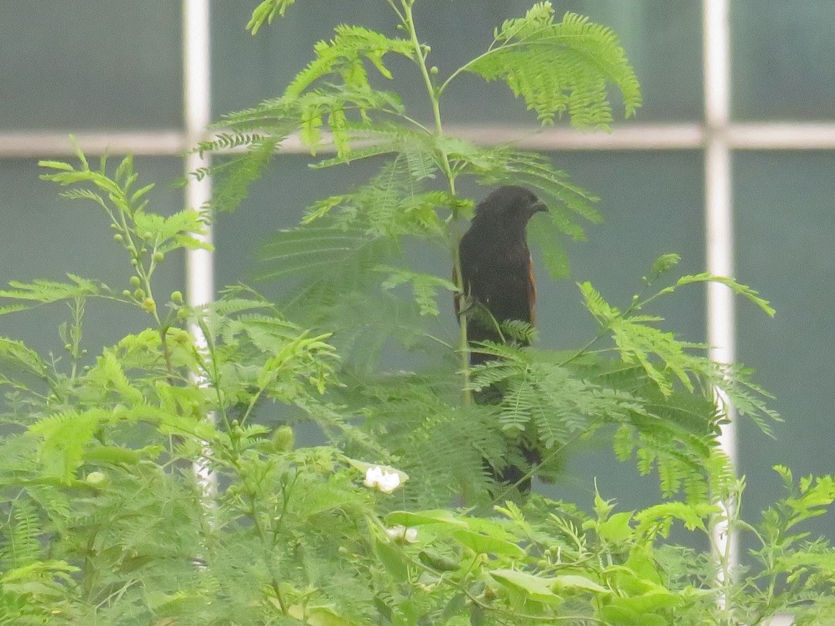 Lesser Coucal - ML645687846