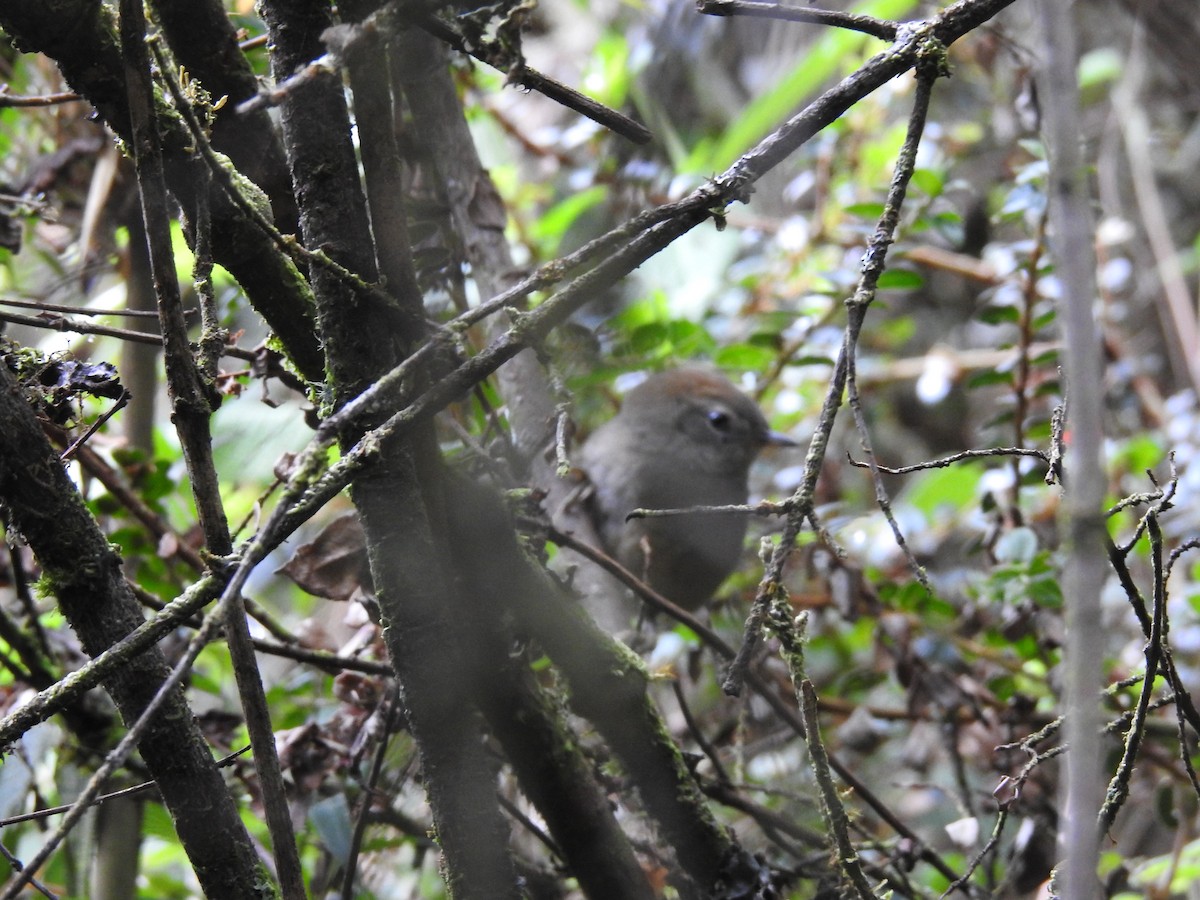 ミヤマオナガカマドドリ - ML645687854