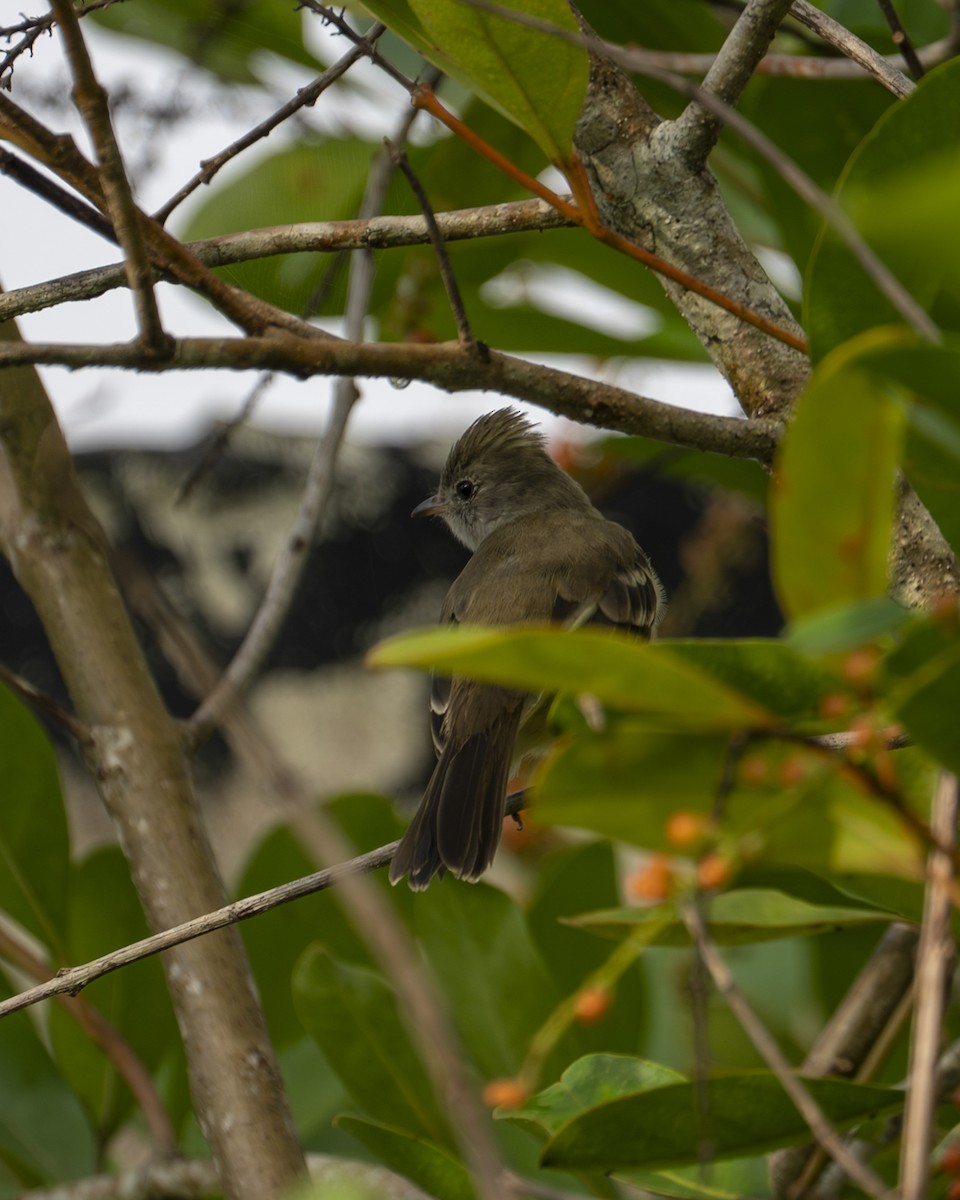 Желтобрюхая эления - ML645687856