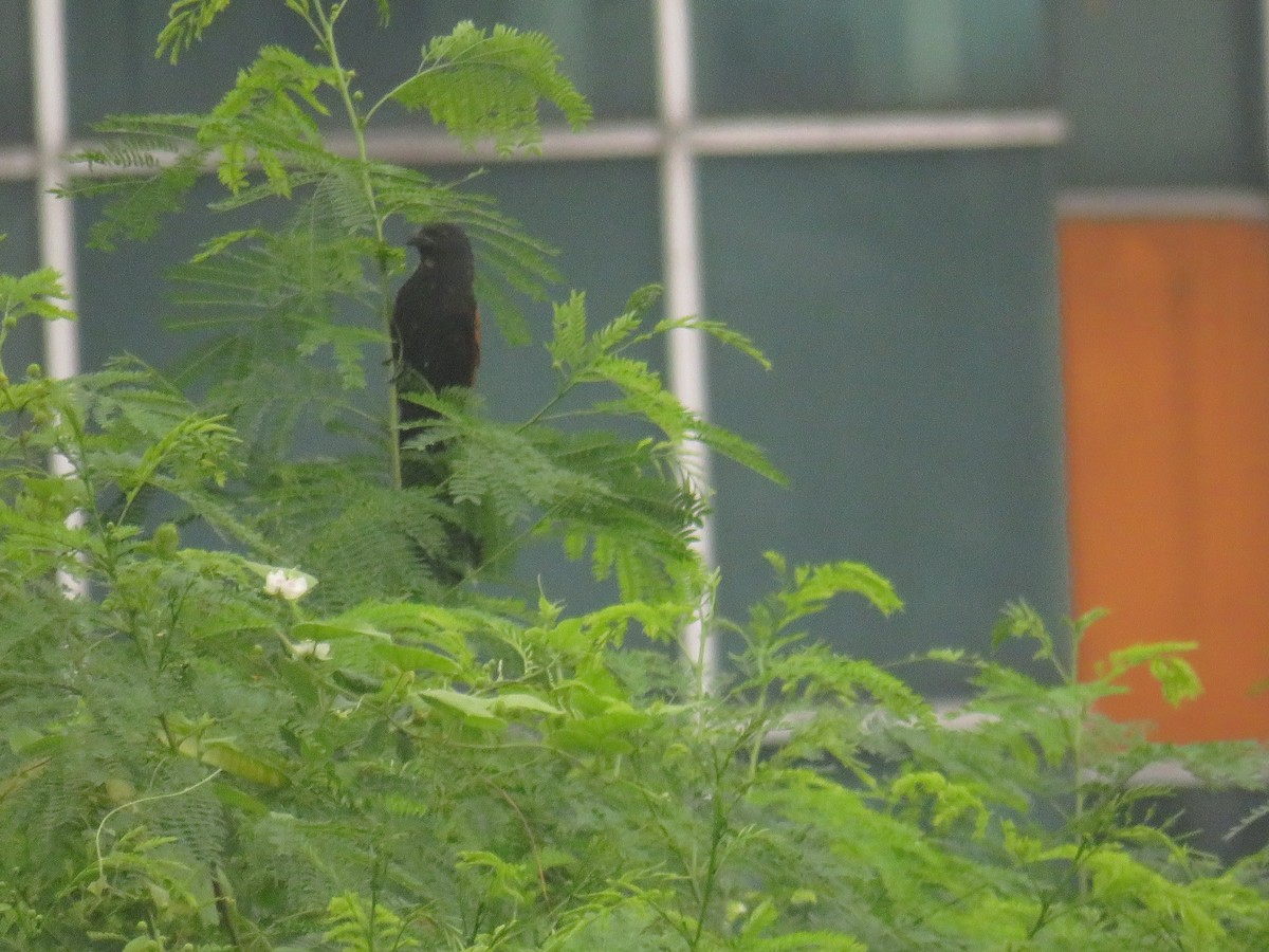 Lesser Coucal - ML645687857