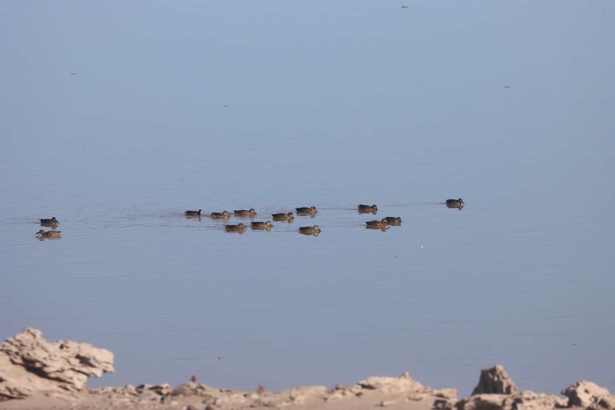 Blue-winged Teal - ML645687865