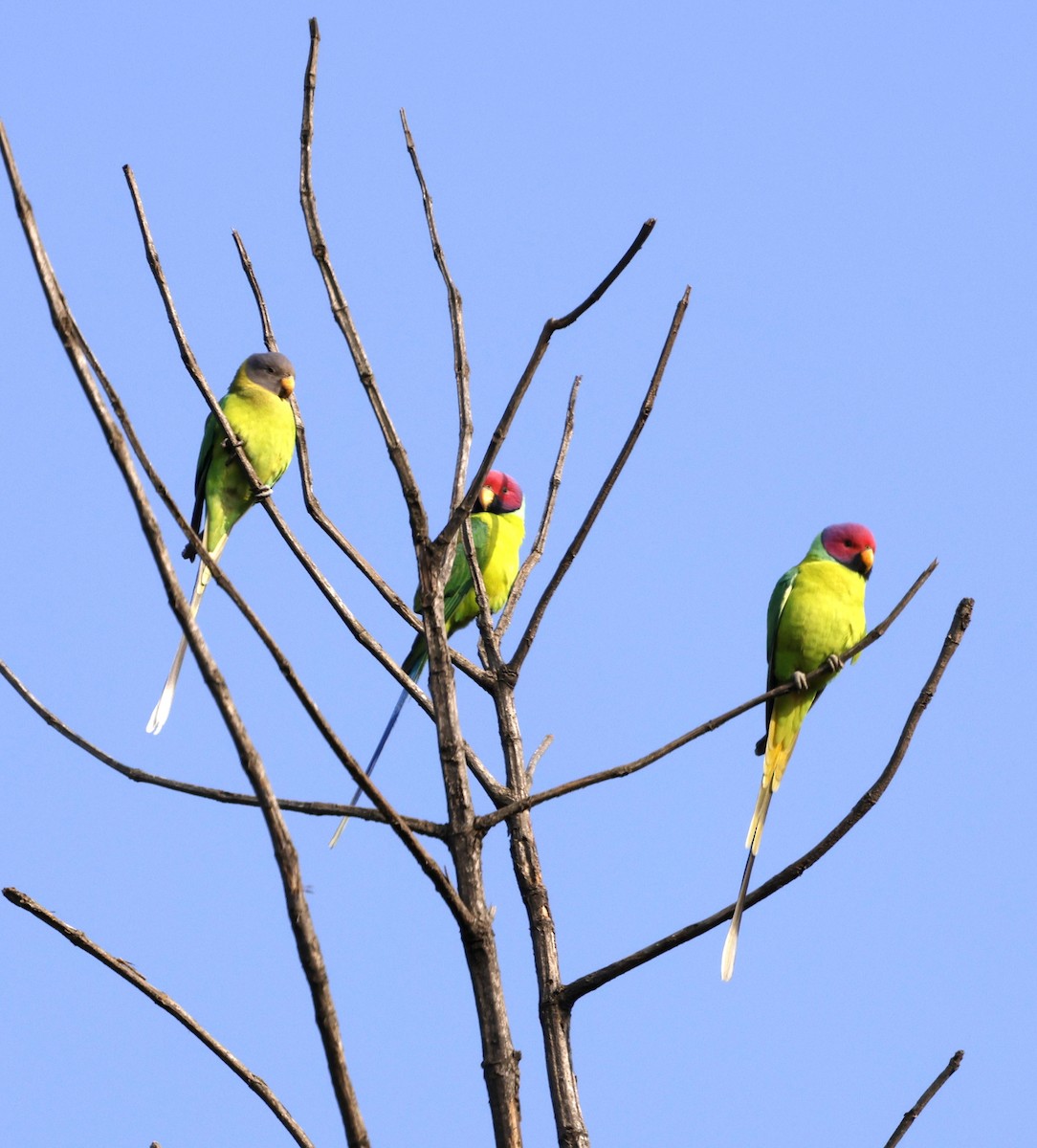 Plum-headed Parakeet - ML645687868
