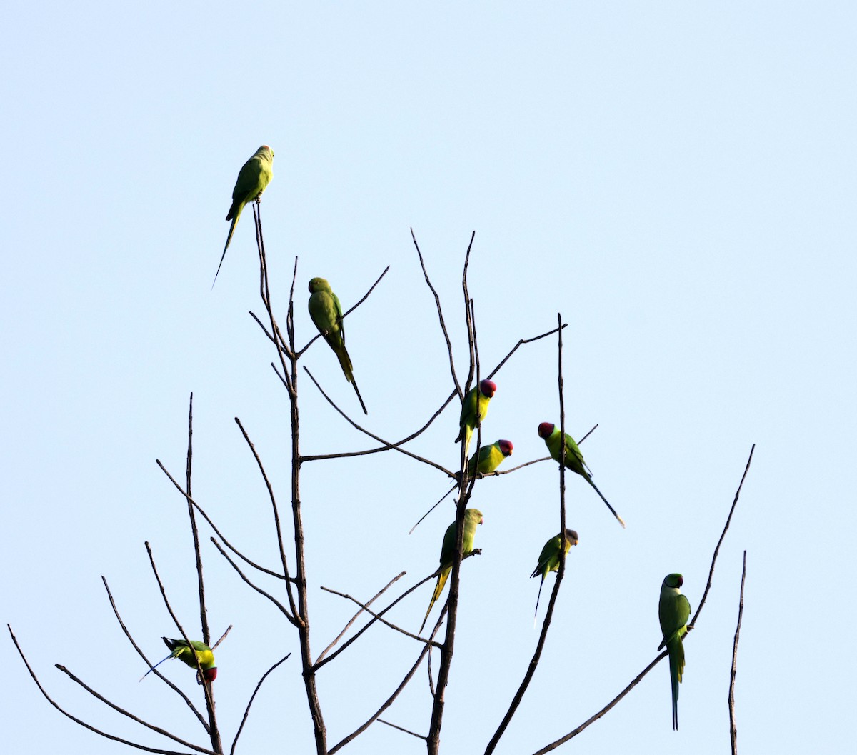 Plum-headed Parakeet - ML645687870