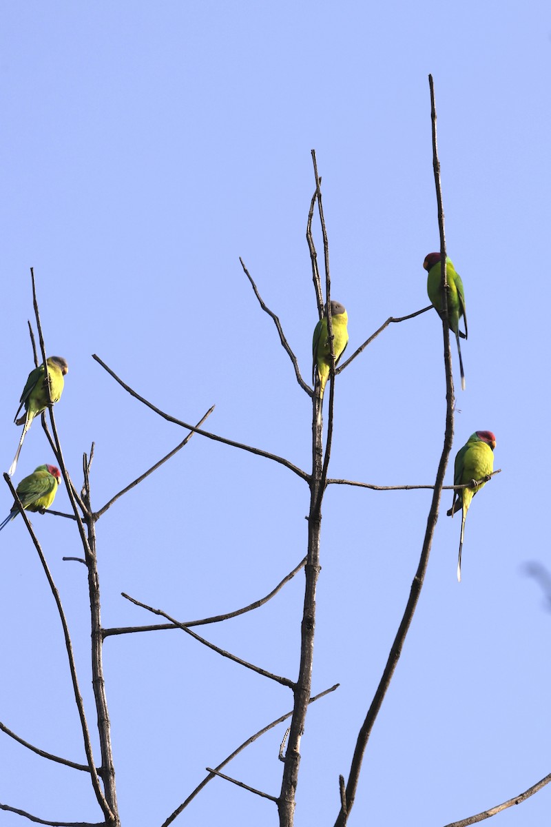 Plum-headed Parakeet - ML645687871