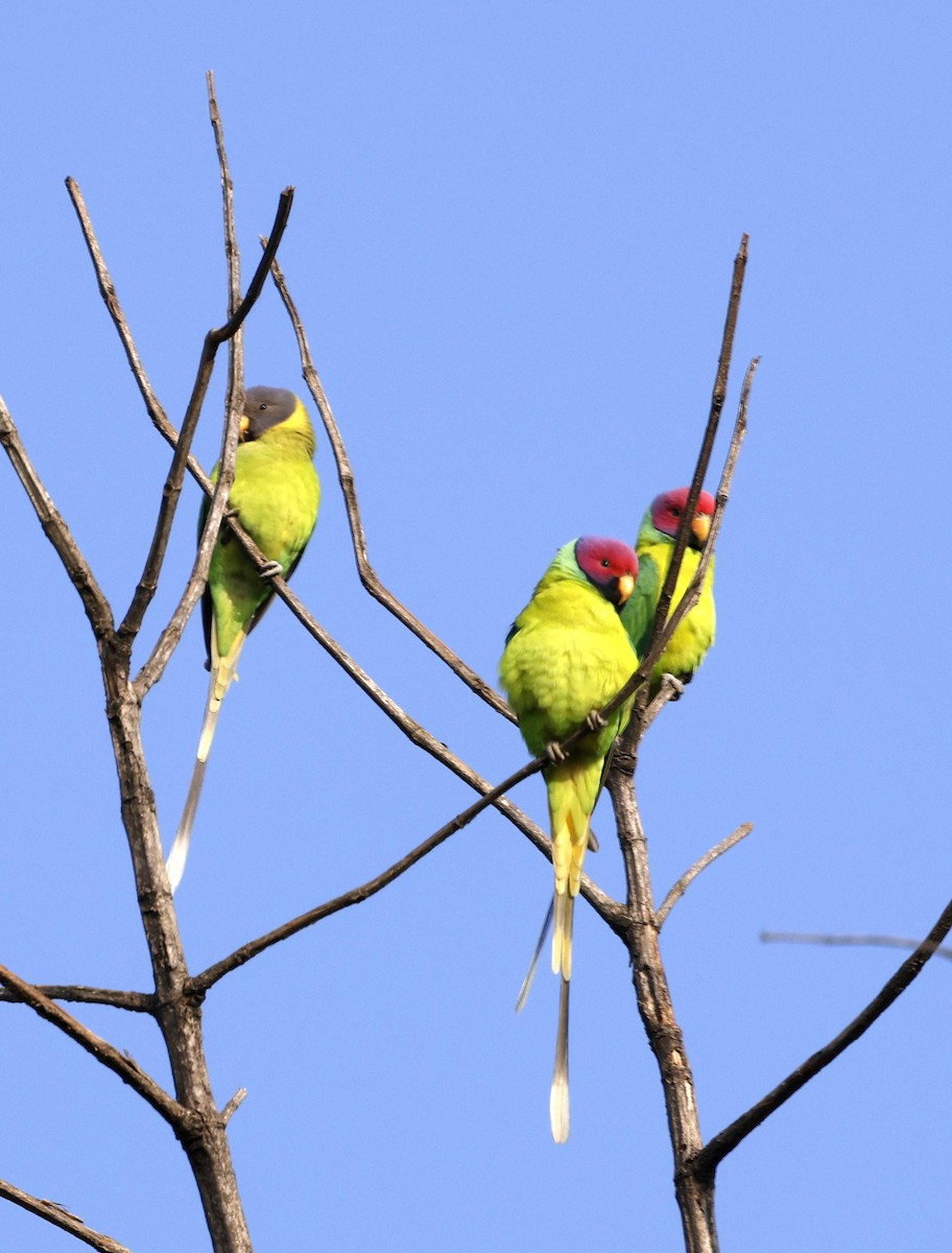 Plum-headed Parakeet - ML645687872