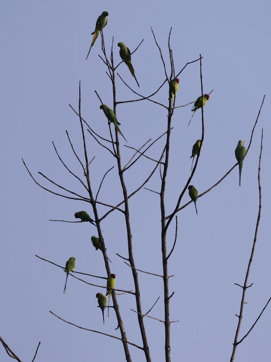Plum-headed Parakeet - ML645687874