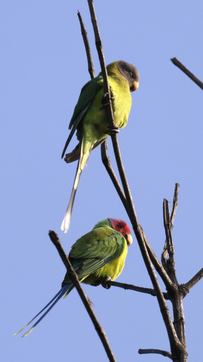 Plum-headed Parakeet - ML645687876