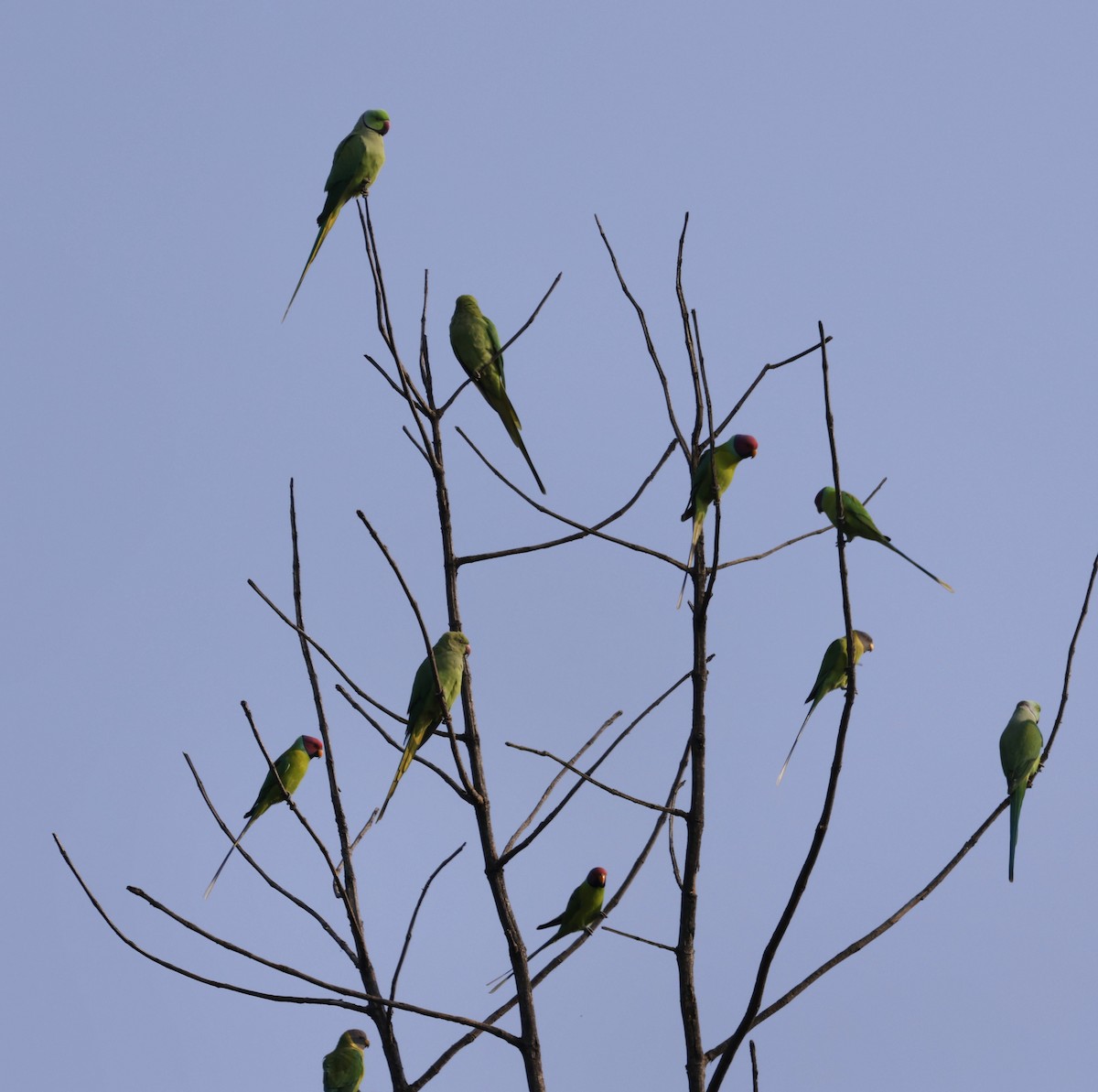 Plum-headed Parakeet - ML645687878