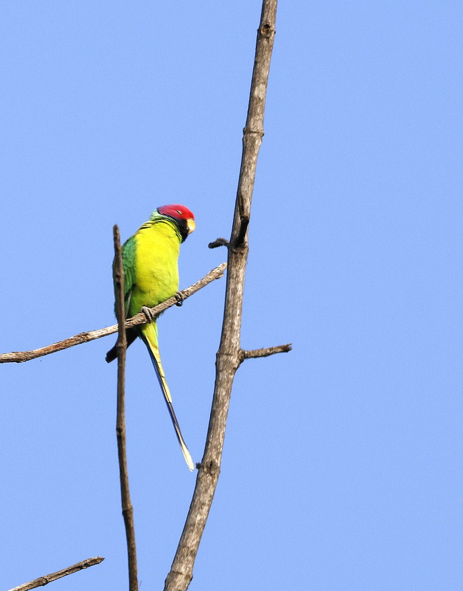 Plum-headed Parakeet - ML645687879