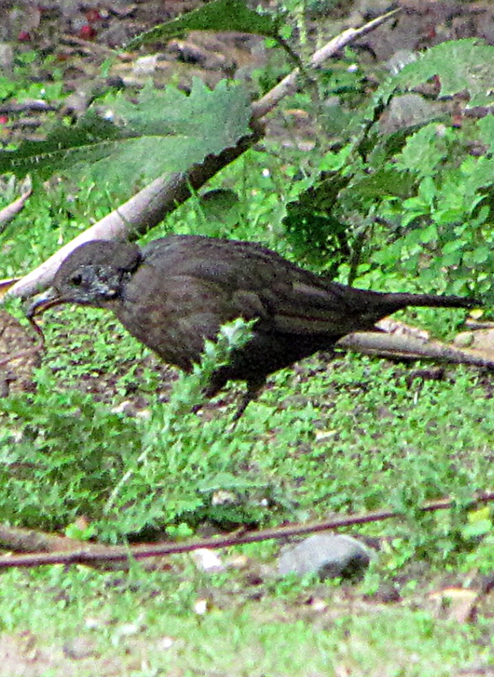Eurasian Blackbird - ML645687880
