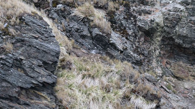 Light-mantled Albatross - ML645687887