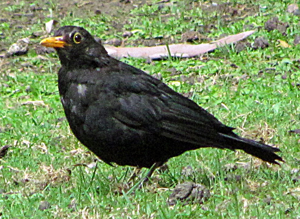 Eurasian Blackbird - ML645687890