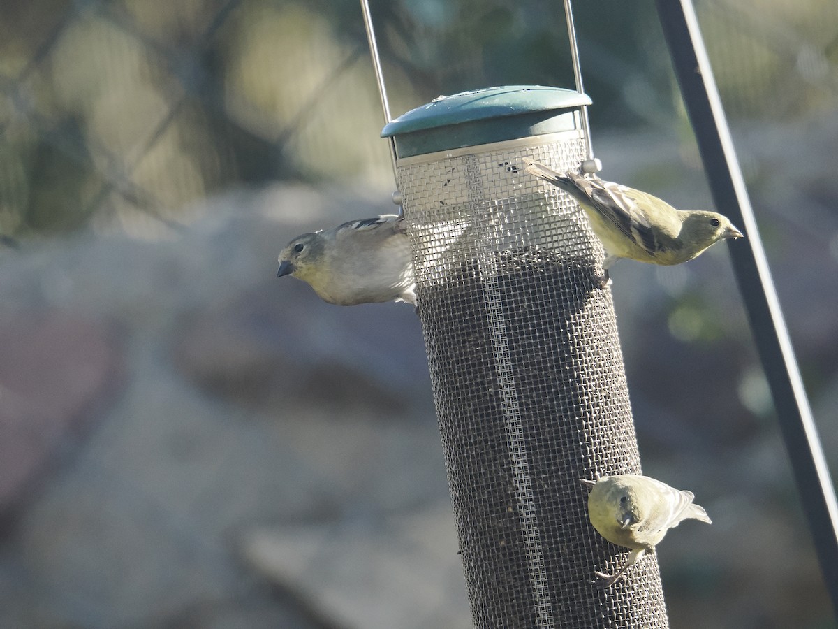 American Goldfinch - ML645687892