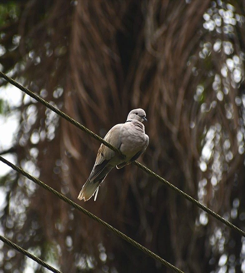 シラコバト - ML645687896