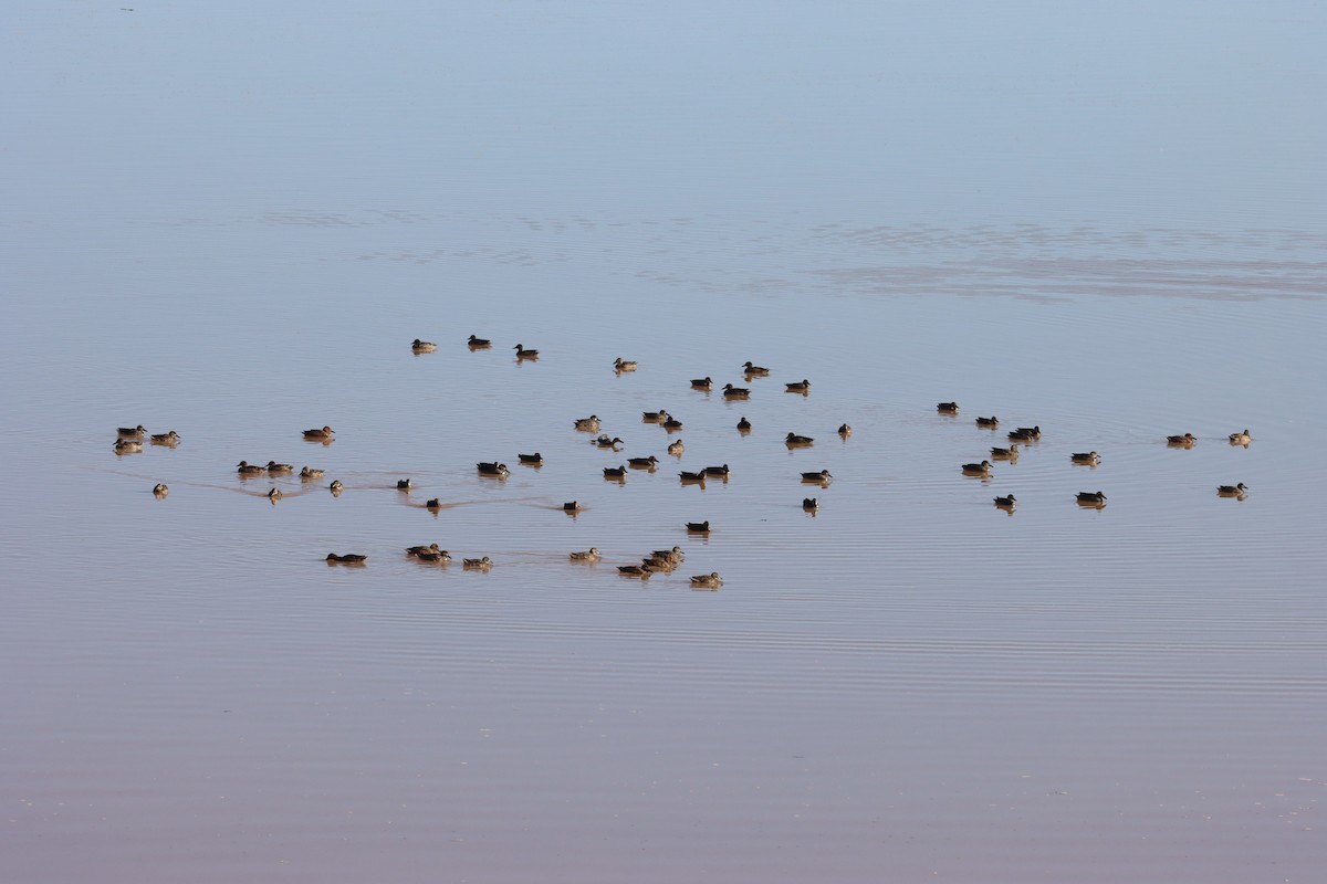 Blue-winged Teal - ML645687897