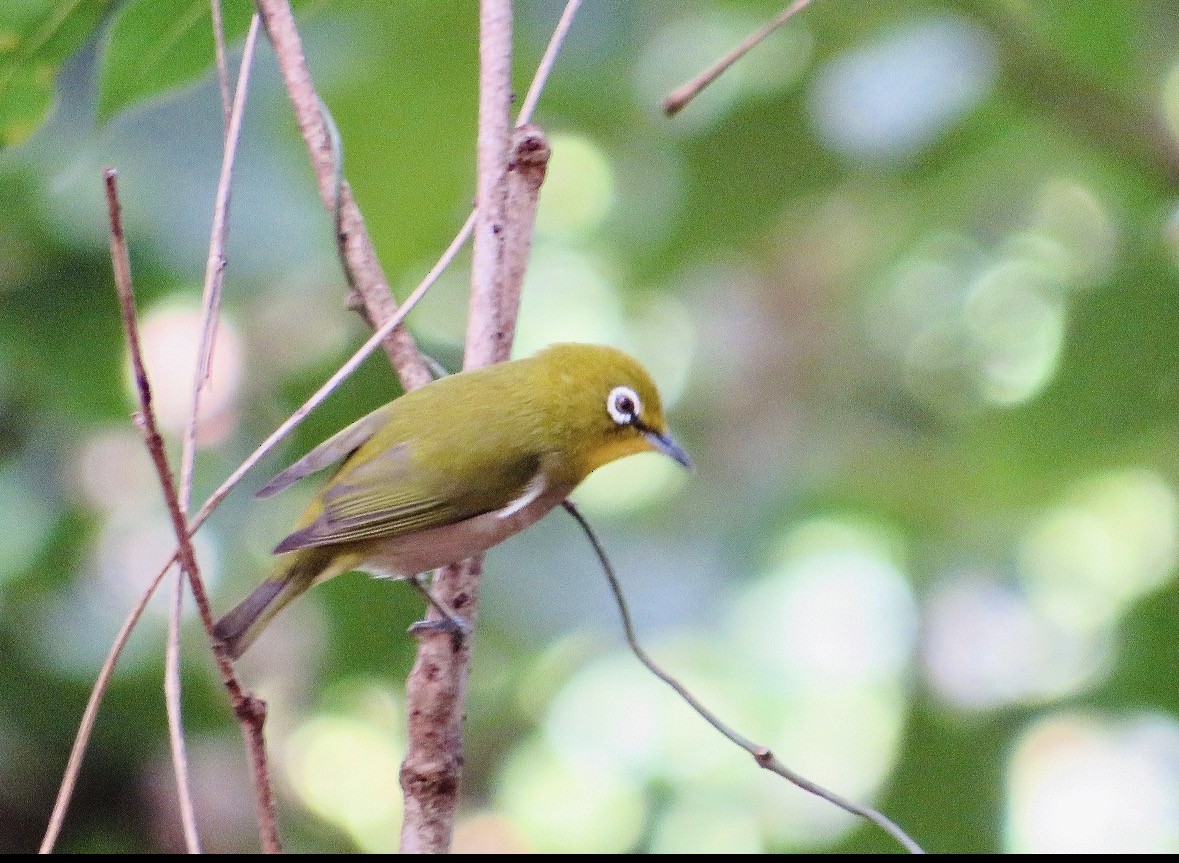 Окулярник японський - ML645687900