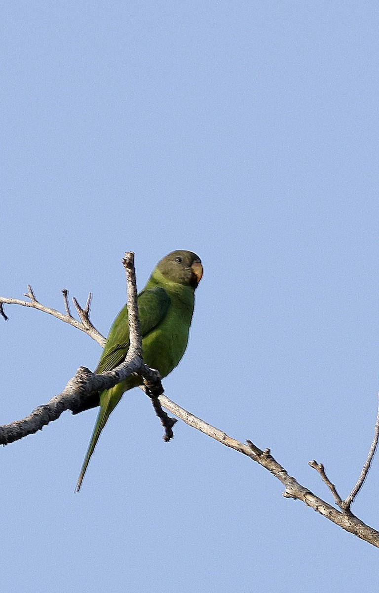 Гималайский кольчатый попугай - ML645687902