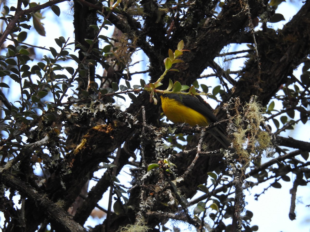 Spectacled Redstart - ML645687910