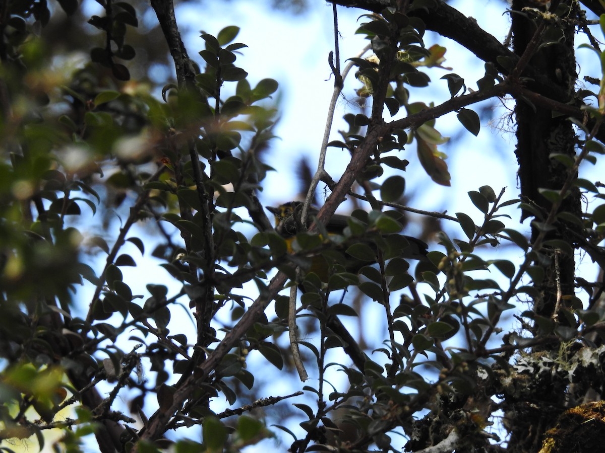 Spectacled Redstart - ML645687911