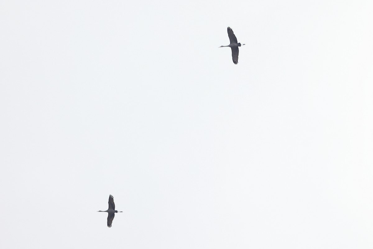 Sandhill Crane - ML645687915