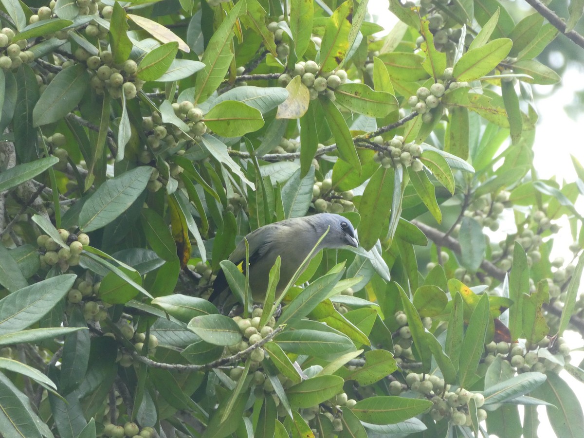 gulvingetanagar - ML645687923