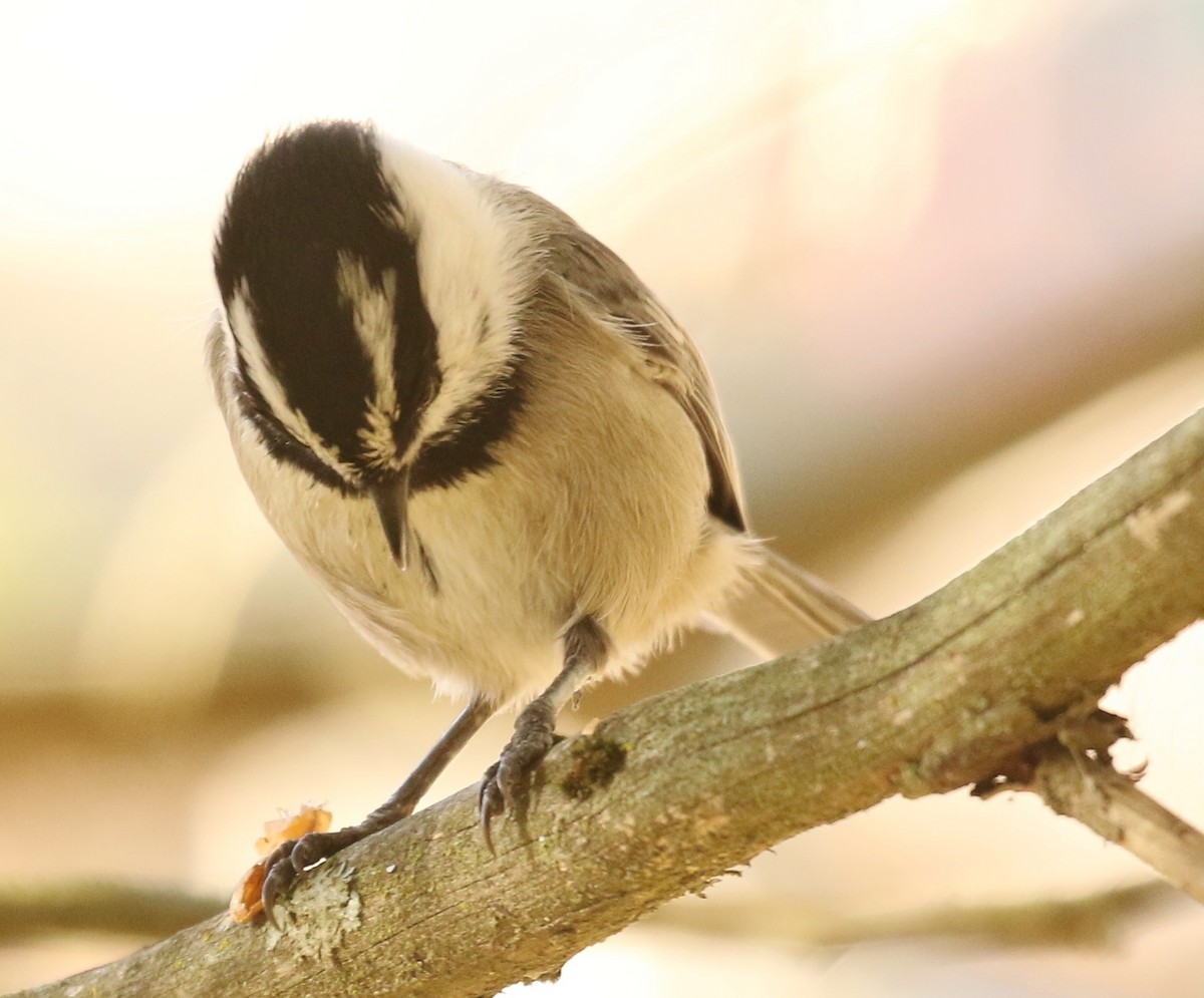 Mountain Chickadee - ML645687927