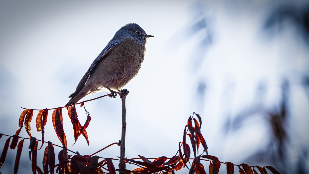 Western Bluebird - ML645687928