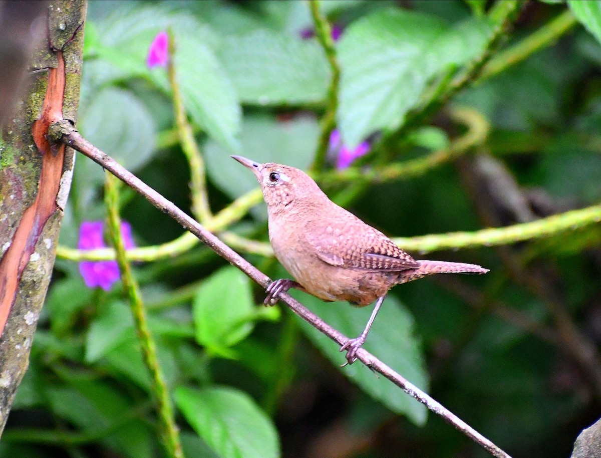 Southern House Wren - ML645687929