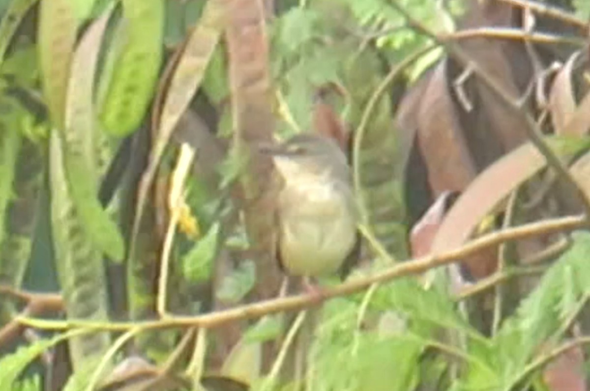 Brown Prinia - ML645687932