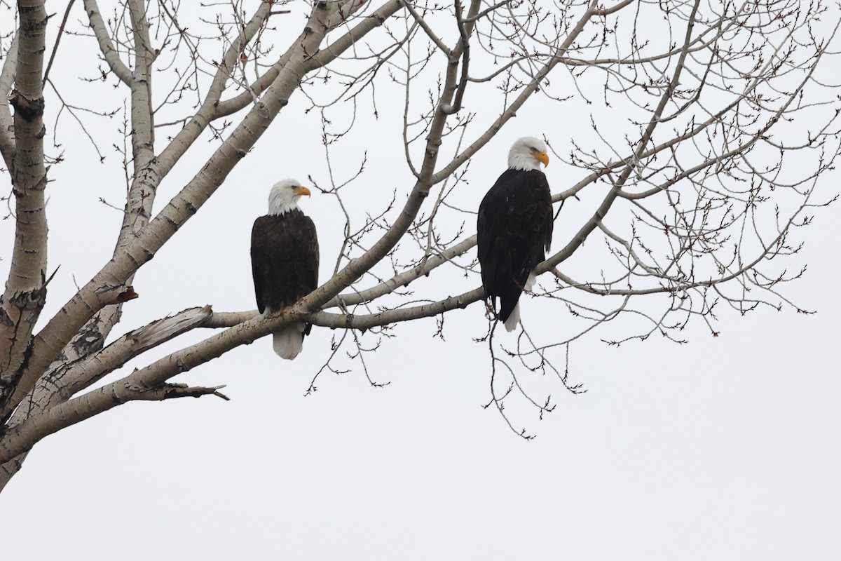 Bald Eagle - ML645687933