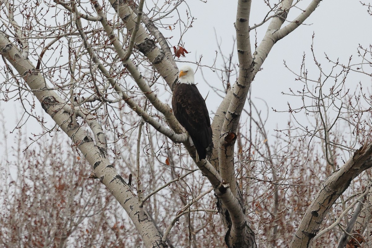 Bald Eagle - ML645687934