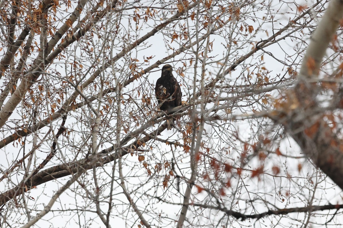 Bald Eagle - ML645687935