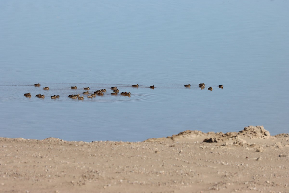 Blue-winged Teal - ML645687936