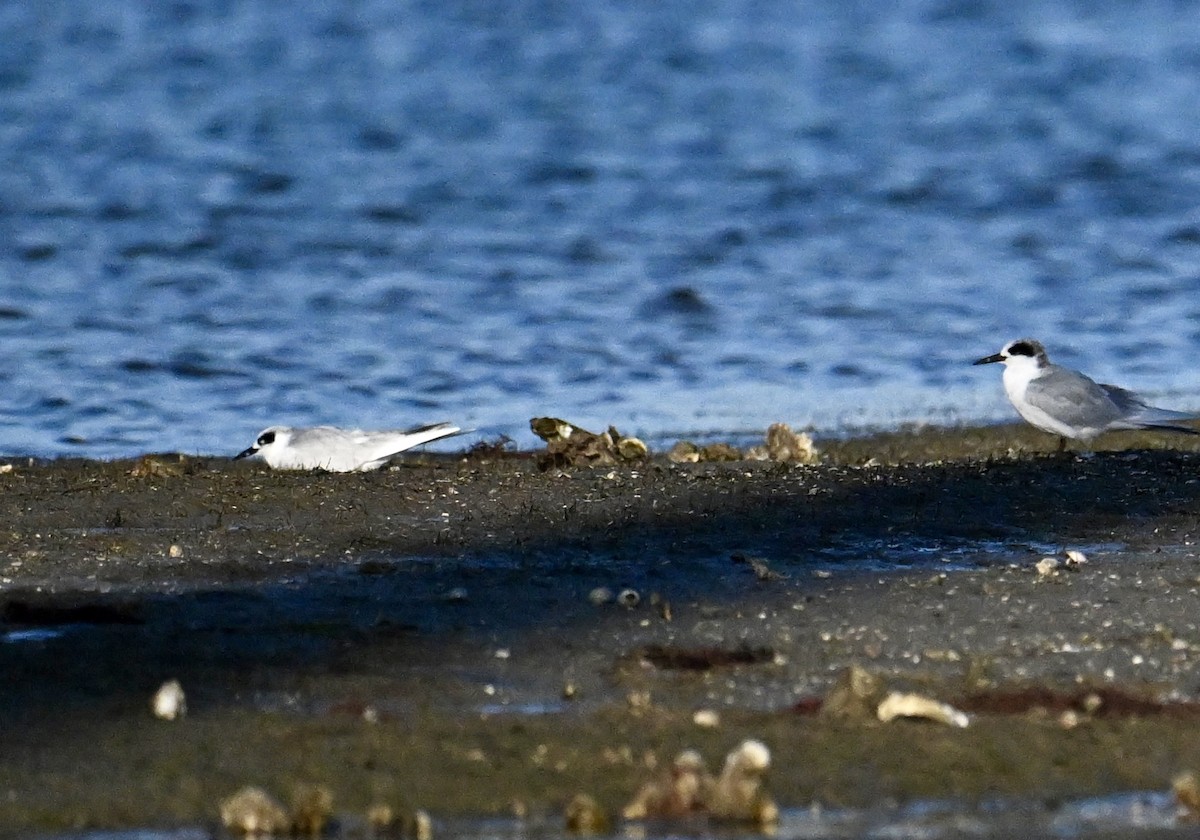 Forster's Tern - ML645687939