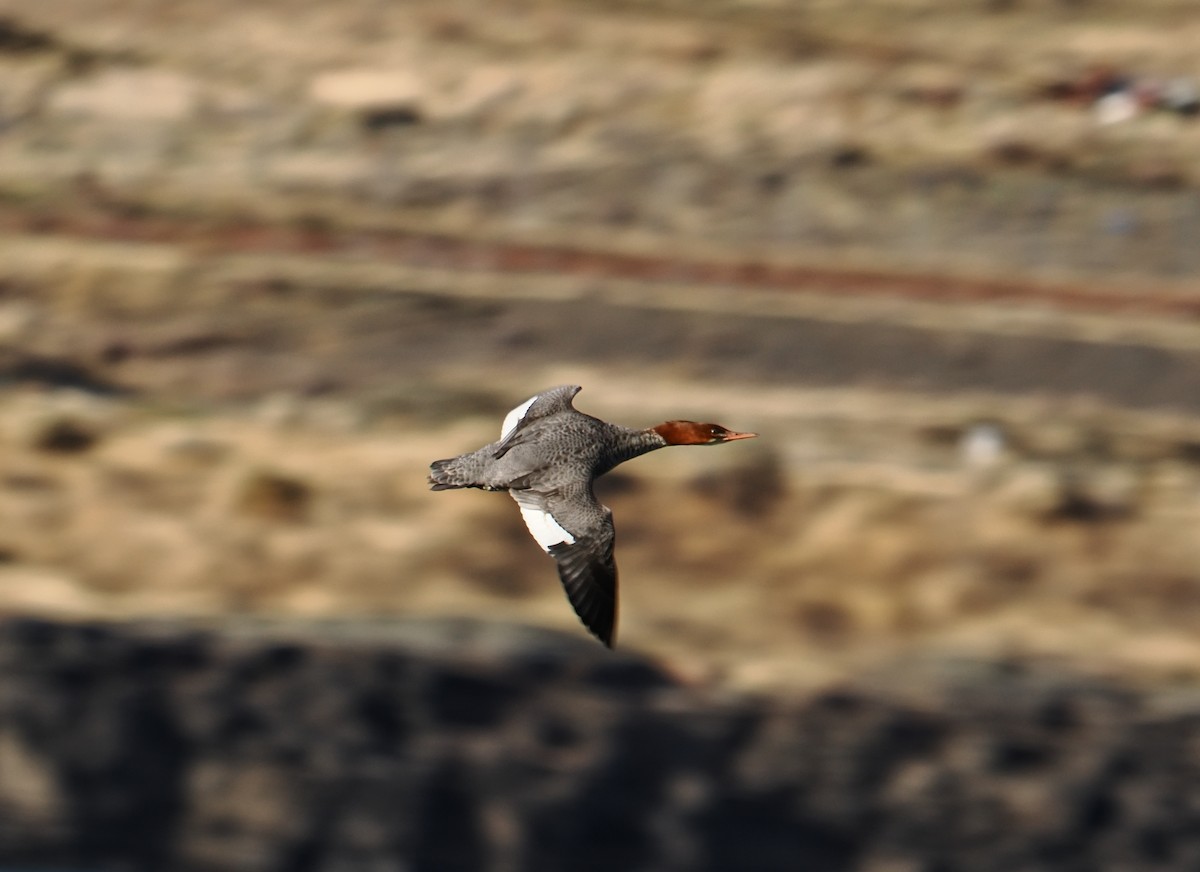 Common Merganser - ML645687940
