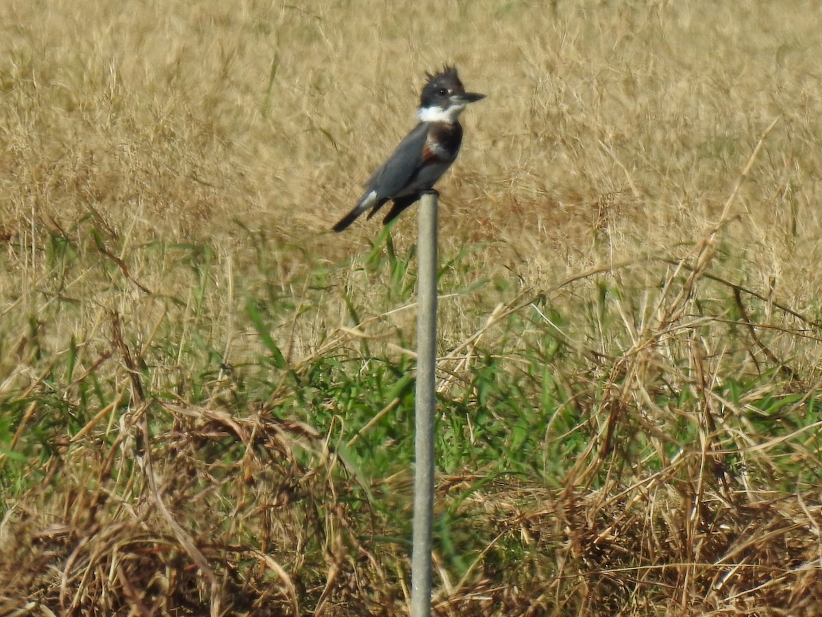 rybařík pruhoprsý - ML645687941