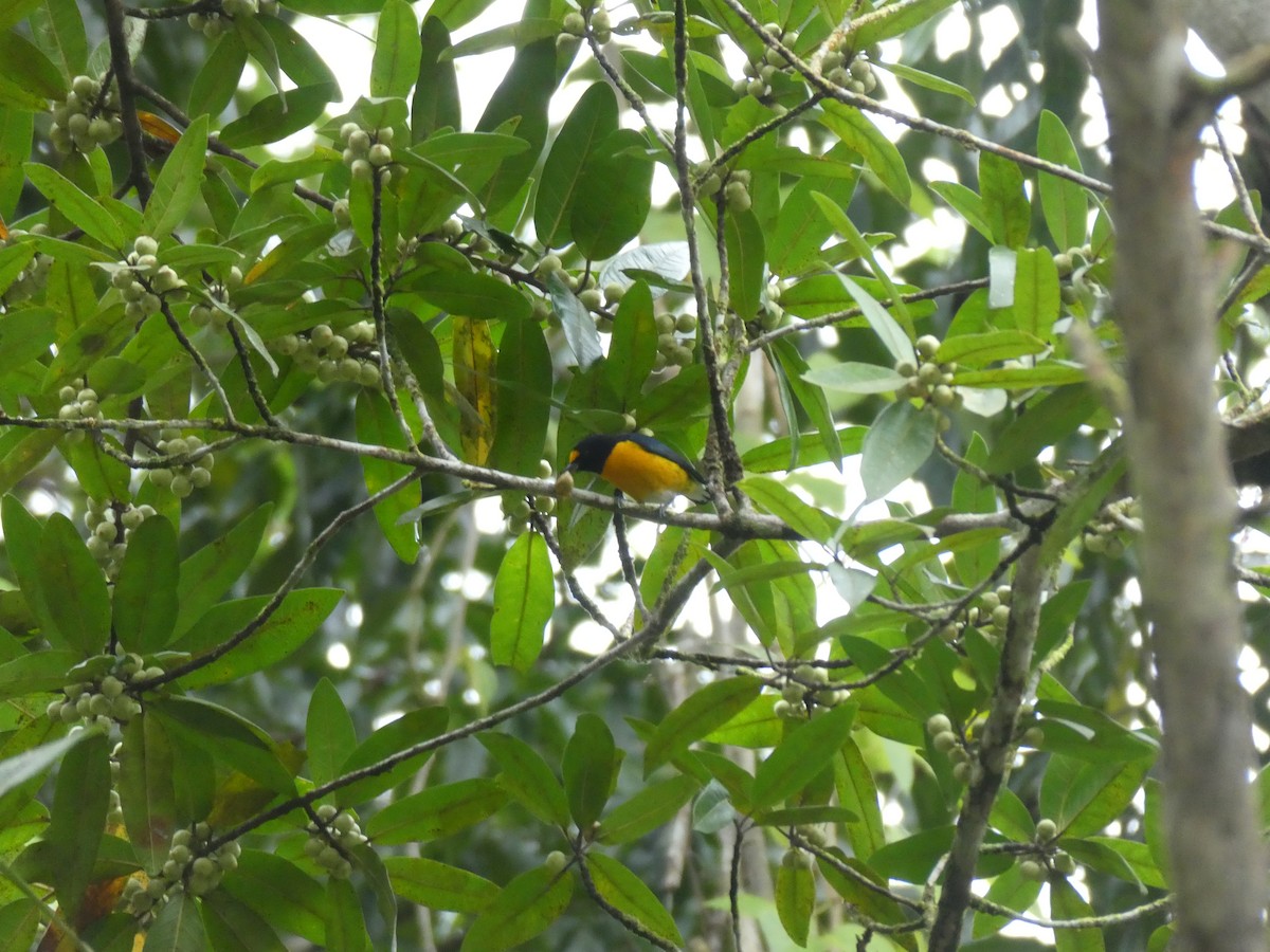 Ak Etekli Öfonya - ML645687943