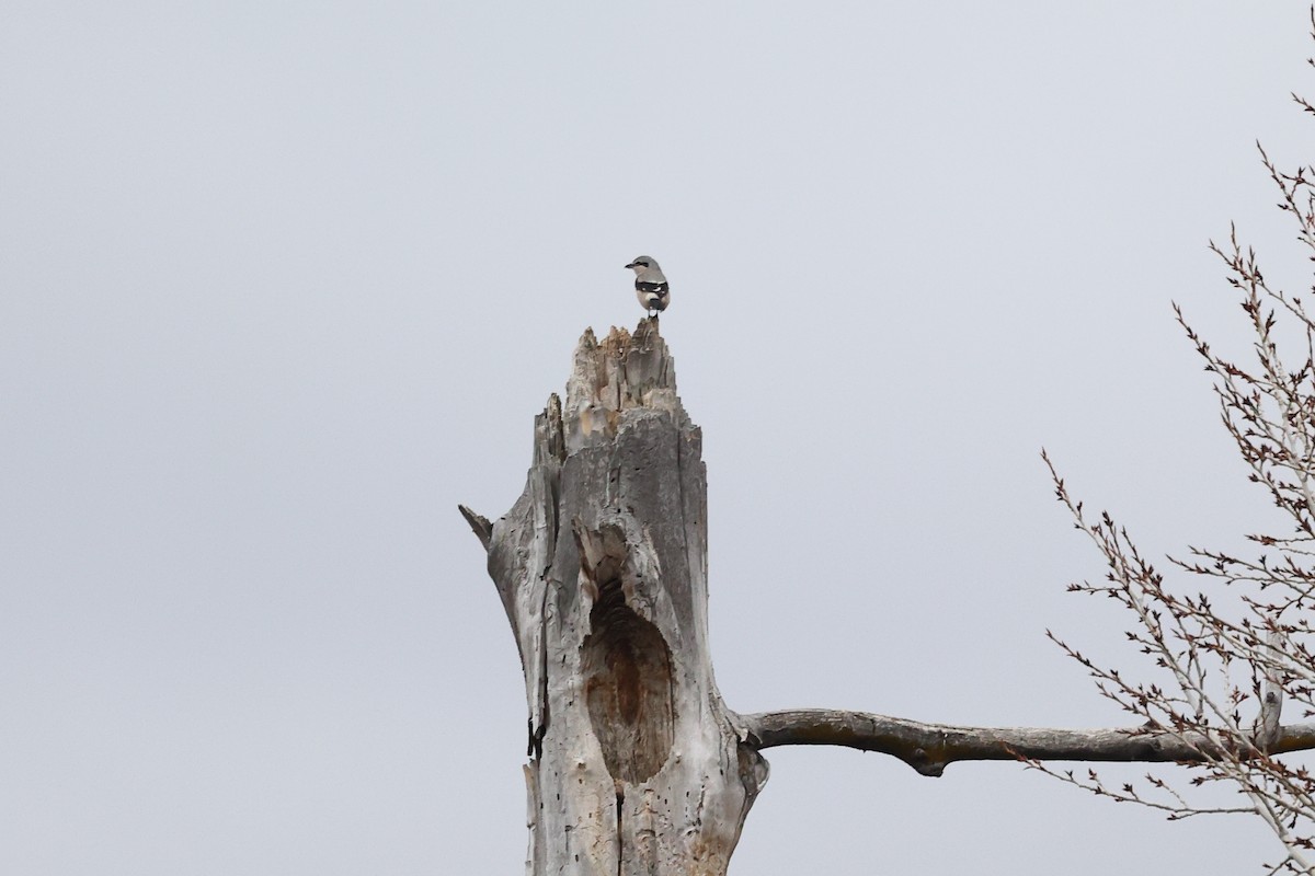 Northern Shrike - ML645687945