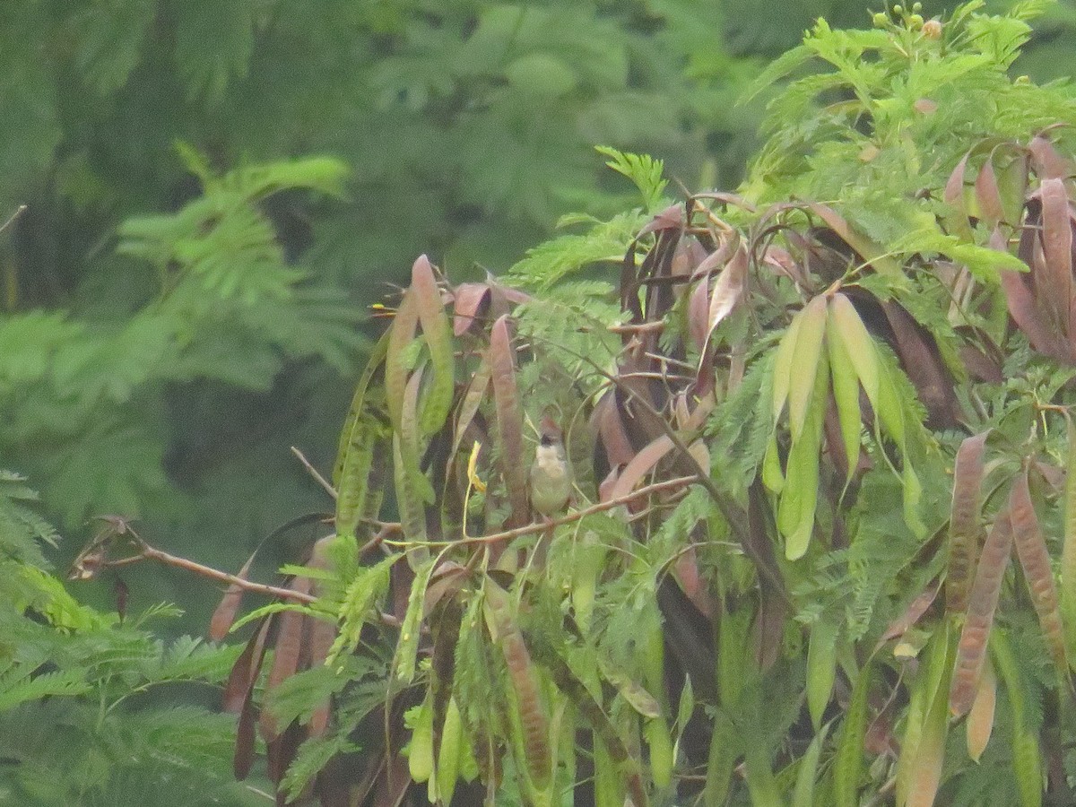 Brown Prinia - ML645687947