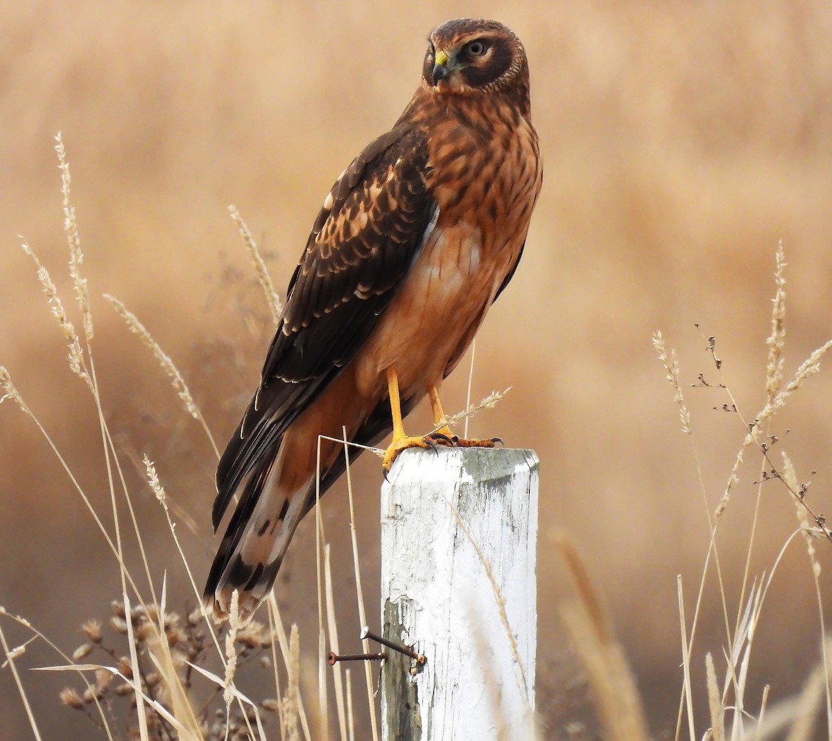 Northern Harrier - ML645687950