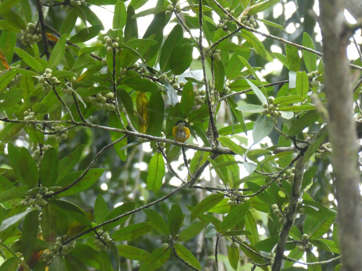 Ak Etekli Öfonya - ML645687952