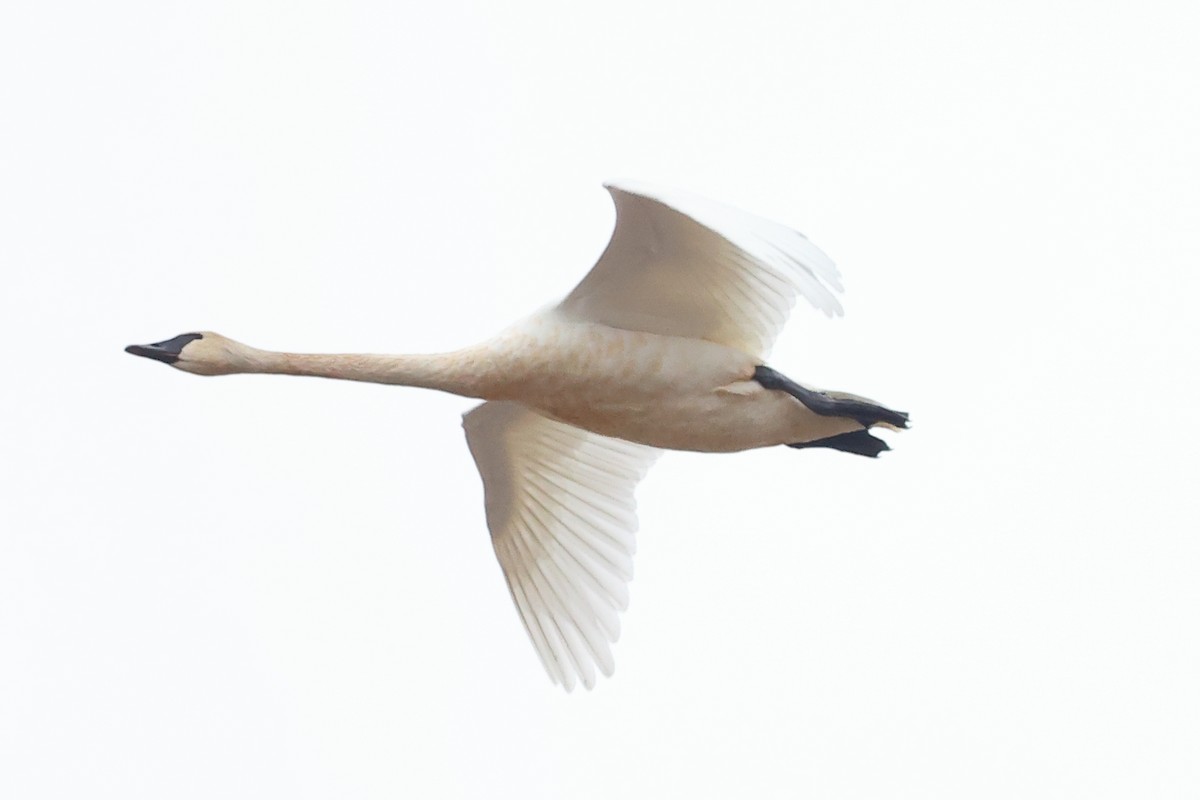 Trumpeter Swan - ML645687956