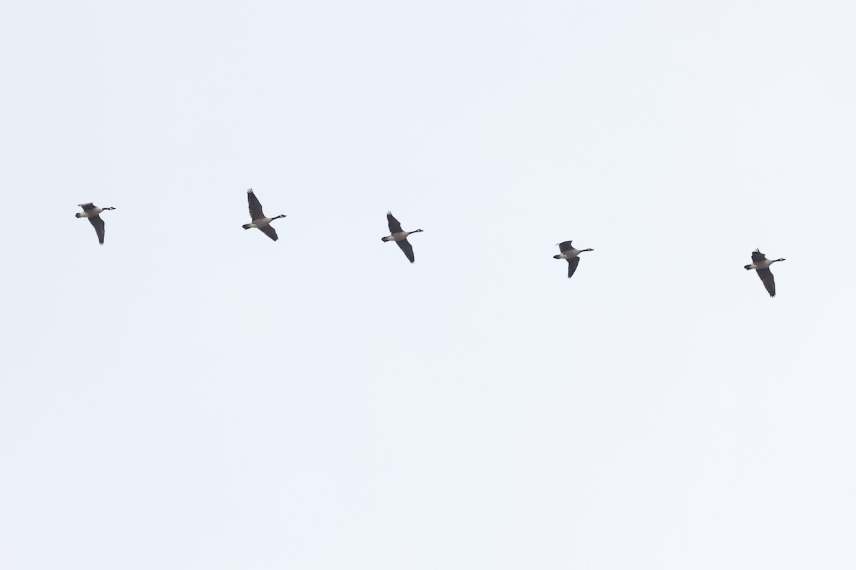 Oca canadese maggiore - ML645687958