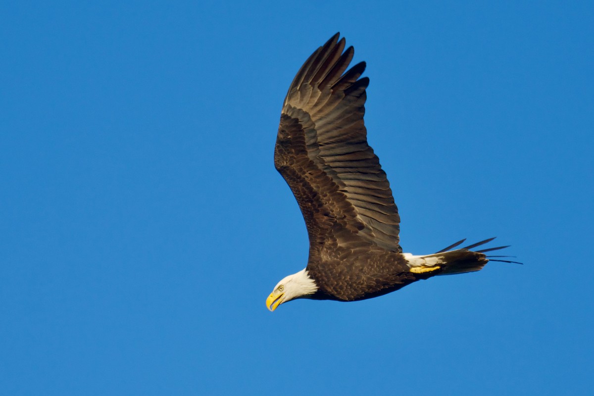 Bald Eagle - ML645687960