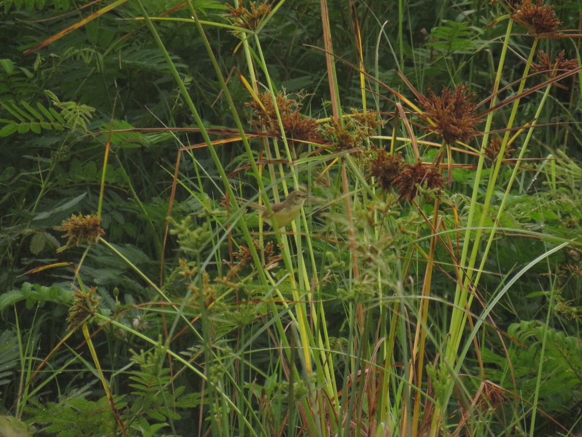Yellow-bellied Prinia - ML645687962