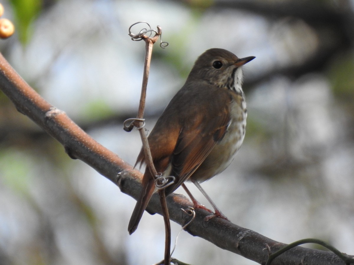 drozd rezavoocasý - ML645687967