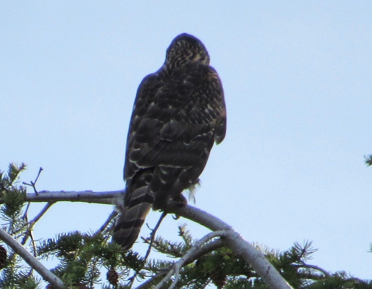 American Goshawk - ML645687992
